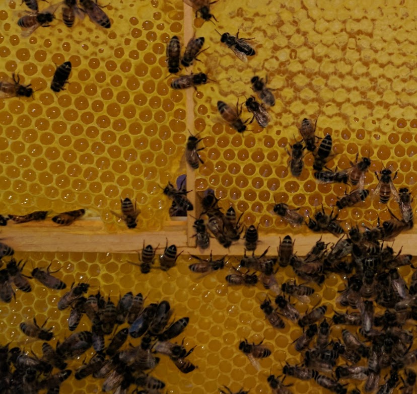 Récolte spéciale : miel de moutarde sauvage - Floramiel