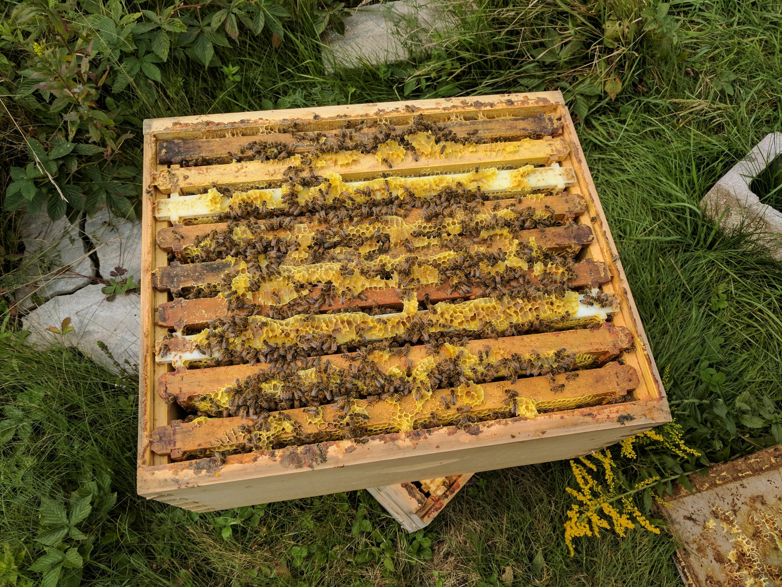 miel et abeilles